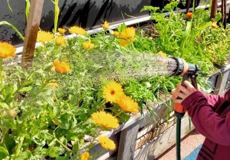 Child Watering Veggie Beds